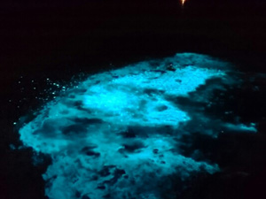 天橋立 観光 ニュース 遊覧船でめぐる伊根湾の夜光虫ウォッチング