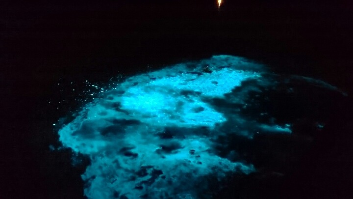 天橋立 観光 ニュース 伊根町海上から見る伊根湾の夜光虫ウォッチング