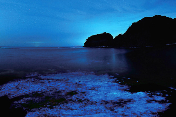 天橋立 観光 ニュース 海上から見る伊根湾の夜光虫ウォッチング