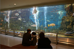 天橋立 観光 魚っ知館（うおっちかん）