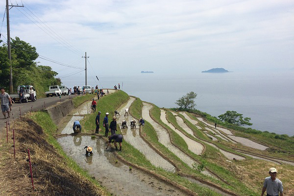 天橋立 観光 新井の千枚田